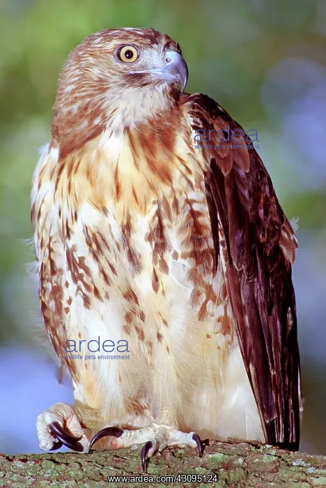 : Red Tailed Hawk : Red Tailed Hawk