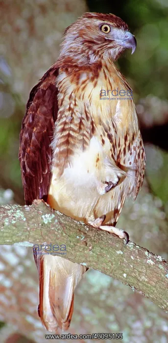 : Red Tailed Hawk : Red Tailed Hawk