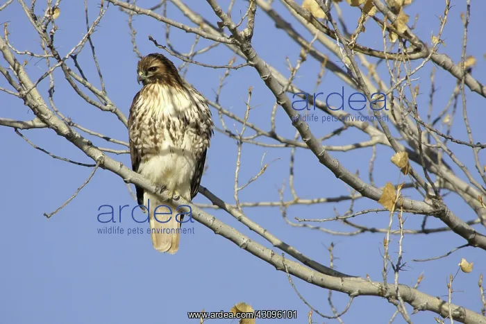 : Red Tailed Hawk : Red Tailed Hawk
