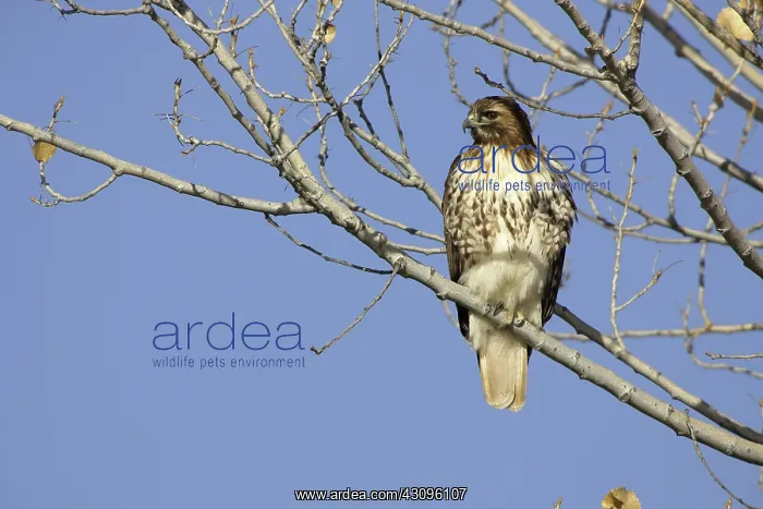 : Red Tailed Hawk : Red Tailed Hawk