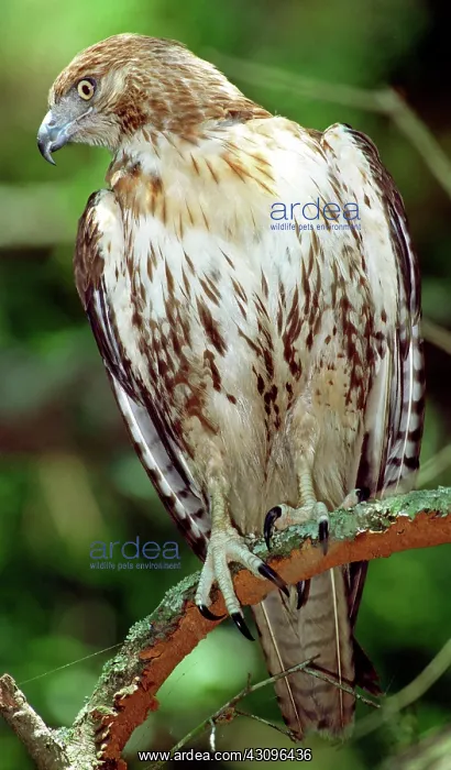  : Red-Tailed Hawk