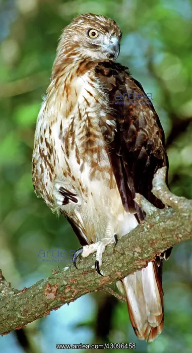 : Red-Tailed Hawk : Red-Tailed Hawk