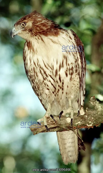 : Red-Tailed Hawk : Red-Tailed Hawk