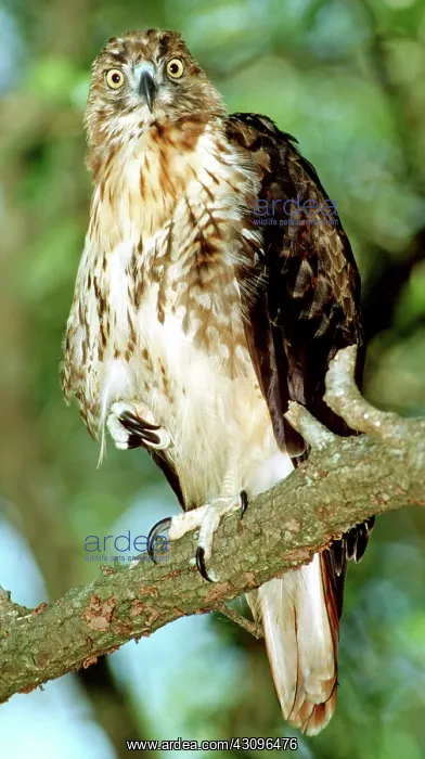 : Red-Tailed Hawk : Red-Tailed Hawk