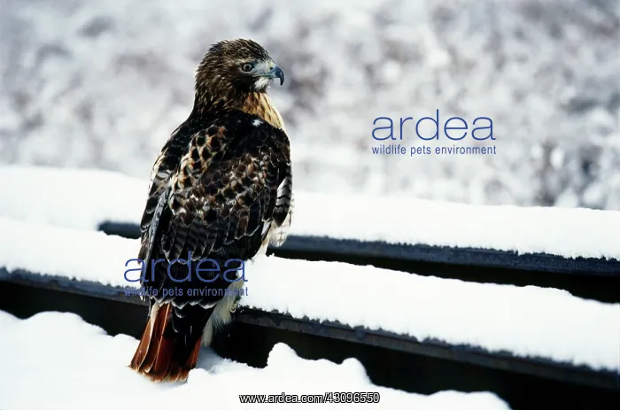 : Red-tailed Hawk : Red-tailed Hawk