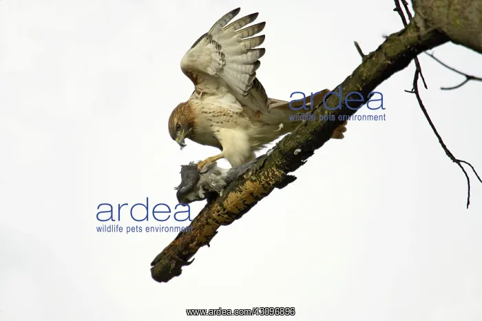 : Red-Tailed Hawk : Red-Tailed Hawk
