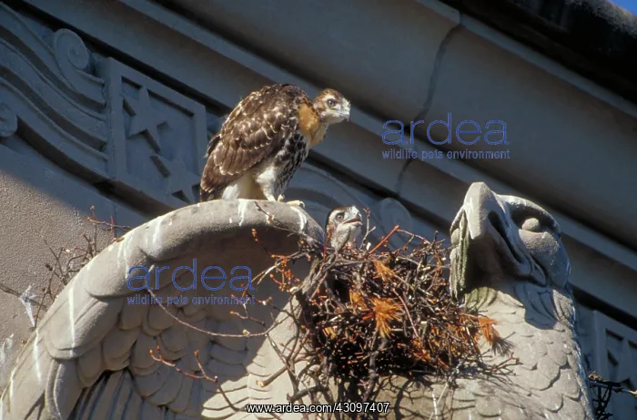 : Red-tailed Hawk : Red-tailed Hawk