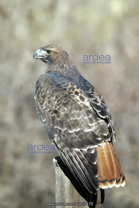 : Red-Tailed Hawk : Red-Tailed Hawk