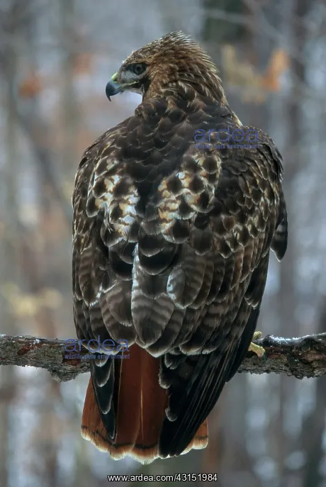 : Red-tailed Hawk : Red-tailed Hawk