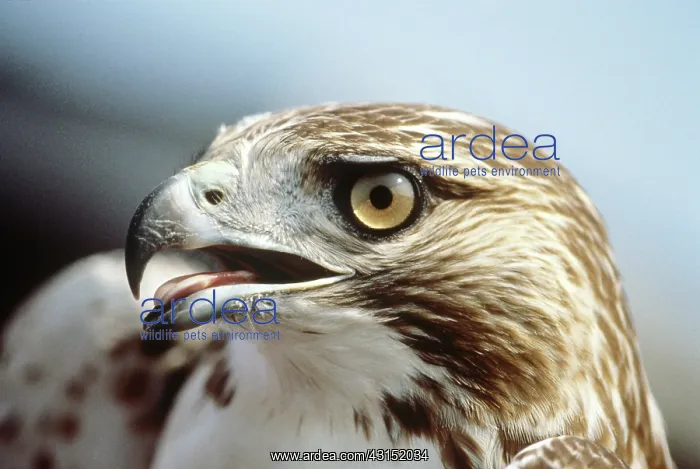 : Red-Tailed Hawk : Red-Tailed Hawk