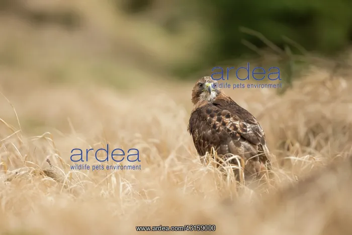 : Red-tailed Hawk : Red-tailed Hawk