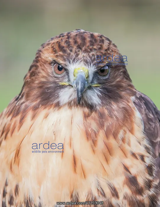 : Red-tailed Hawk : Red-tailed Hawk