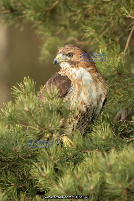 : Red-tailed Hawk : Red-tailed Hawk