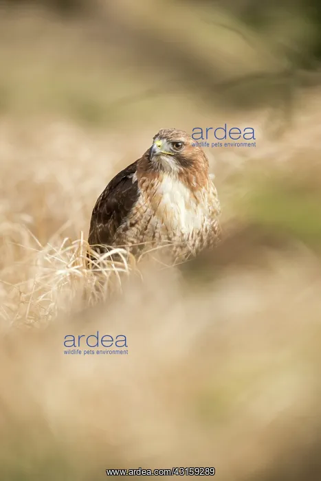 : Red-tailed Hawk : Red-tailed Hawk