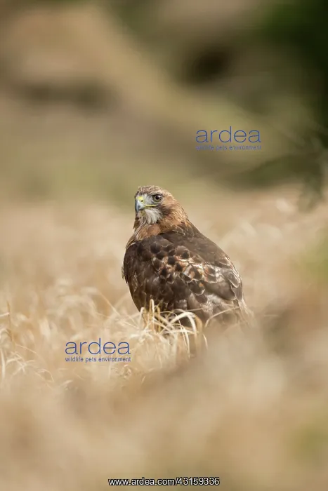  : Red-tailed Hawk