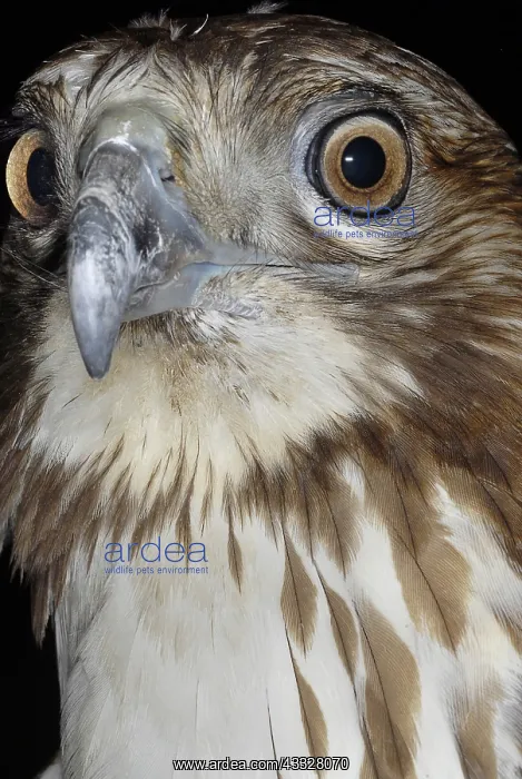 : Red-tailed Hawk : Red-tailed Hawk
