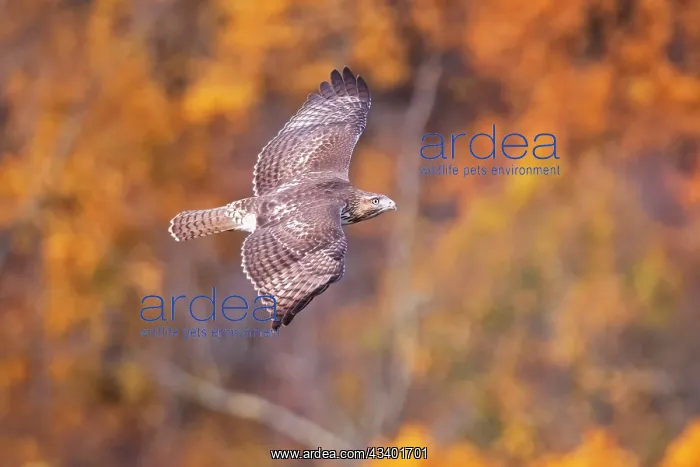 : Red-tailed Hawk : Red-tailed Hawk