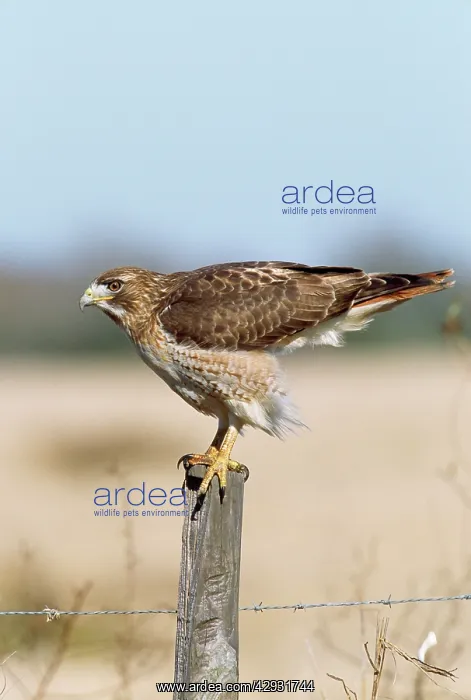 : Red-tailed Hawk - adult : Red-tailed Hawk - adult
