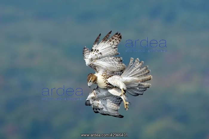 : Red-tailed Hawk - Adult : Red-tailed Hawk - Adult