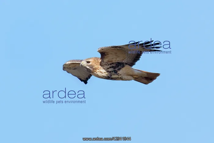 : Red-tailed Hawk - adult in flight : Red-tailed Hawk - adult in flight