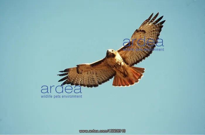 : RED-TAILED HAWK - adult in flight : RED-TAILED HAWK - adult in flight