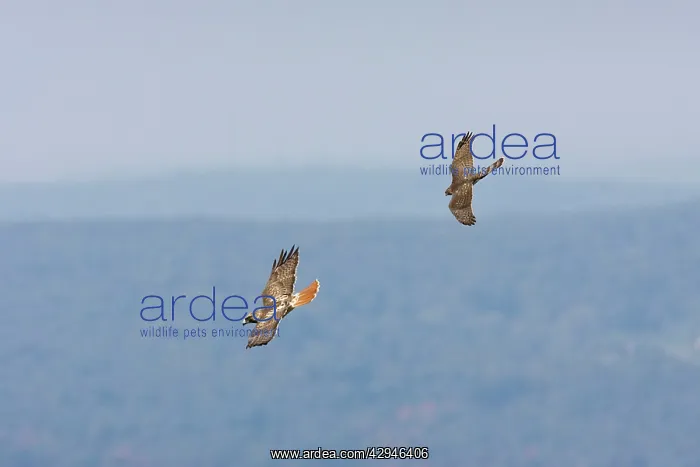 : Red-tailed Hawk - adult being harrassed by juvenile : Red-tailed Hawk - adult being harrassed by juvenile