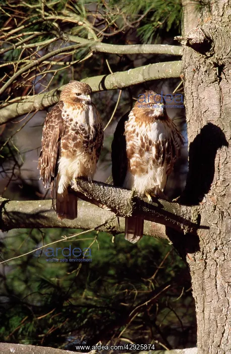 : Red-tailed Hawk - adult pair : Red-tailed Hawk - adult pair