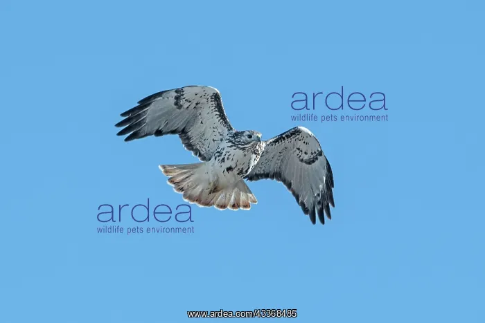  : Red-tailed Hawk - adult (probable light morph Harlan's