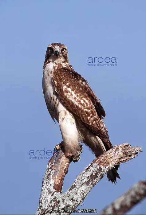 : RED-TAILED HAWK - ON BRANCH : RED-TAILED HAWK - ON BRANCH