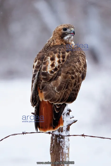 : Red-tailed Hawk, Buteo jamaicensis. Perched on fence post. O : Red-tailed Hawk, Buteo jamaicensis. Perched on fence post. O