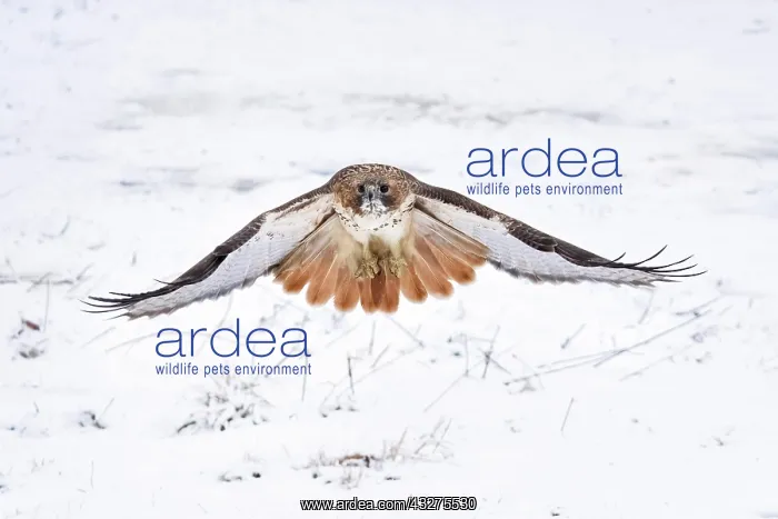 : Red-tailed Hawk, Buteo jamaicensis. Adult in flight. One of : Red-tailed Hawk, Buteo jamaicensis. Adult in flight. One of