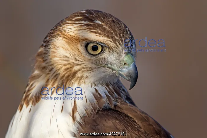 : Red-tailed Hawk (Buteo jamaicensis) close up portrait : Red-tailed Hawk (Buteo jamaicensis) close up portrait