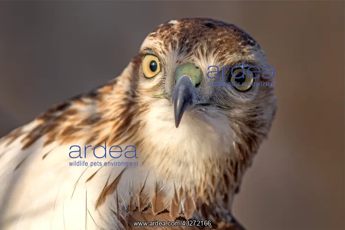: Red-tailed hawk (Buteo jamaicensis) close up portrait : Red-tailed hawk (Buteo jamaicensis) close up portrait
