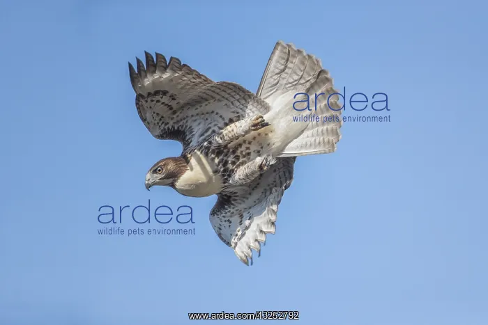 : Red-tailed Hawk - Buteo jamaicensis - Immature : Red-tailed Hawk - Buteo jamaicensis - Immature
