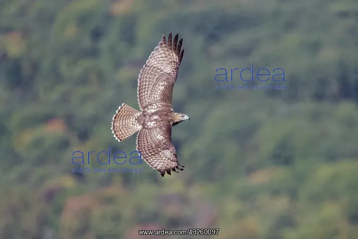 : Red-tailed Hawk Buteo jamaicensis Immature bird in flg : Red-tailed Hawk Buteo jamaicensis Immature bird in flg