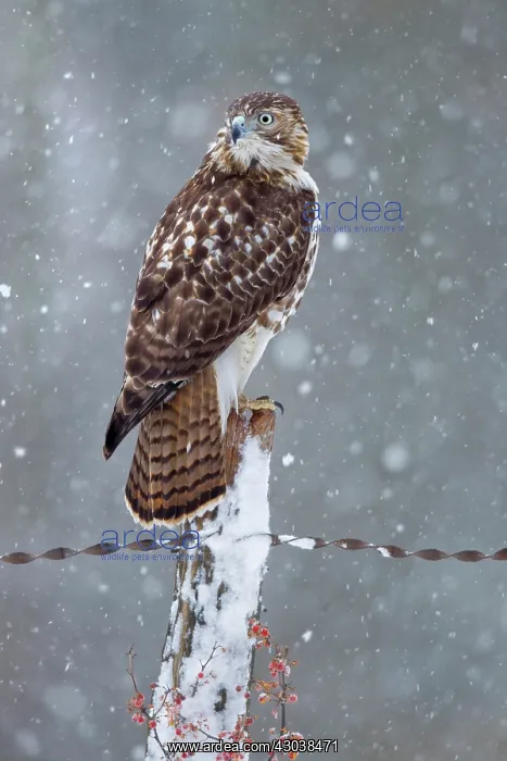 : Red-tailed Hawk Buteo jamaicensis Immature plumage in : Red-tailed Hawk Buteo jamaicensis Immature plumage in