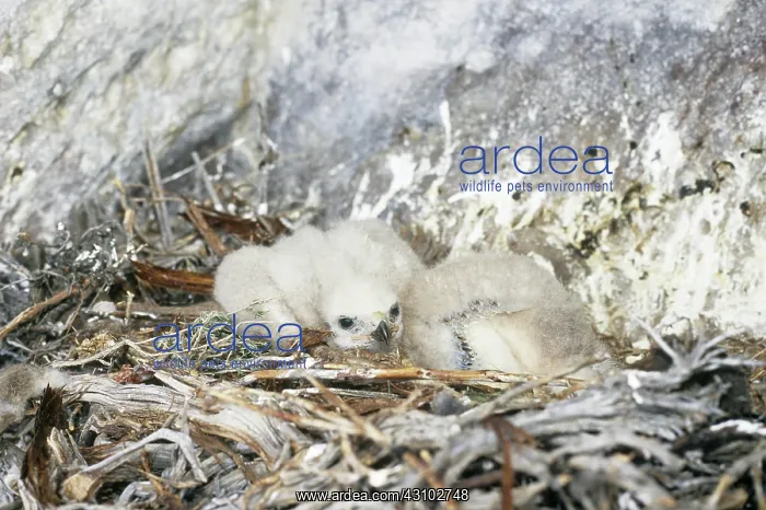: Red-tailed Hawk Chicks : Red-tailed Hawk Chicks
