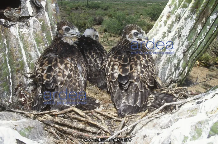 : Red-tailed Hawk Chicks : Red-tailed Hawk Chicks