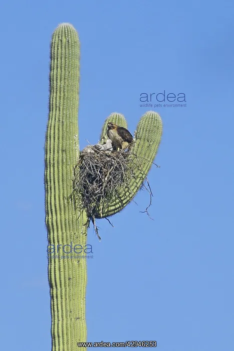 : Red-tailed Hawk - With chicks at nest : Red-tailed Hawk - With chicks at nest