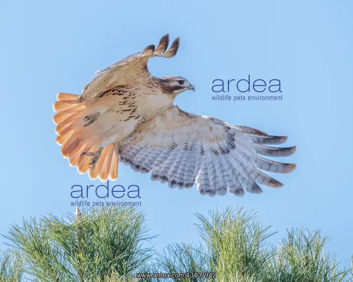 : Red-tailed hawk clipping the trees : Red-tailed hawk clipping the trees