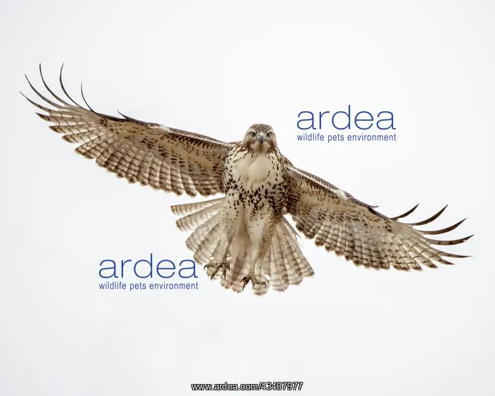 : Red-tailed hawk doing a fly by : Red-tailed hawk doing a fly by