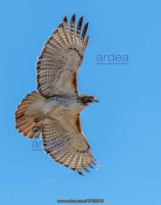 : Red-tailed hawk doing a fly by : Red-tailed hawk doing a fly by