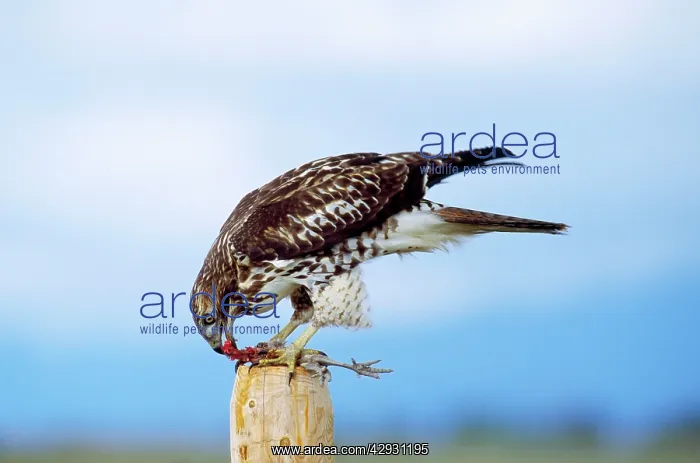 : Red-tailed Hawk - eating Pheasant : Red-tailed Hawk - eating Pheasant