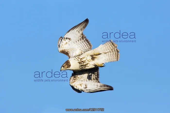 : Red-tailed Hawk - in flight : Red-tailed Hawk - in flight