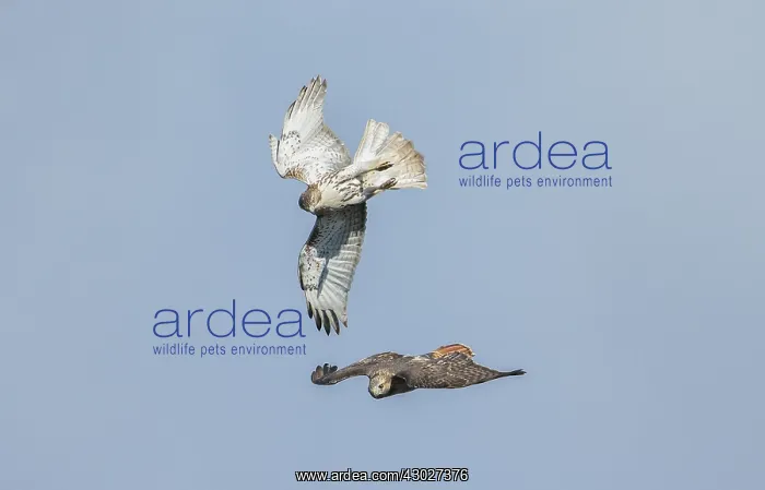  : Red-tailed Hawk in flight