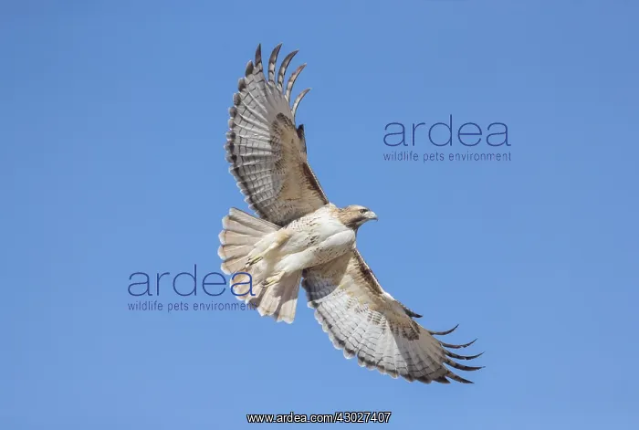  : Red-tailed hawk in flight