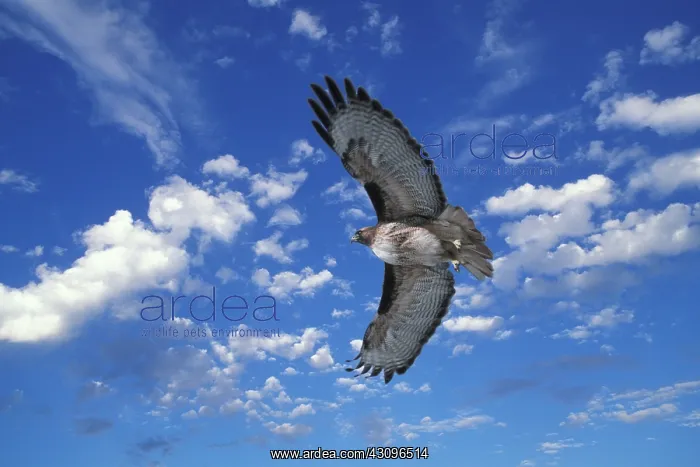 : Red-tailed Hawk in flight : Red-tailed Hawk in flight