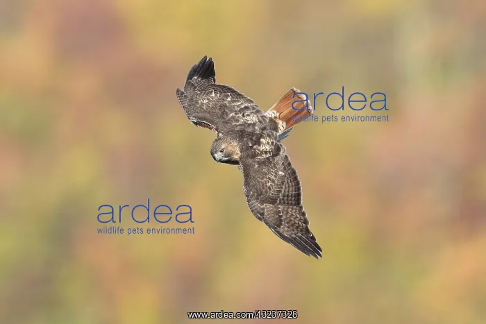  : Red-tailed Hawk in flight