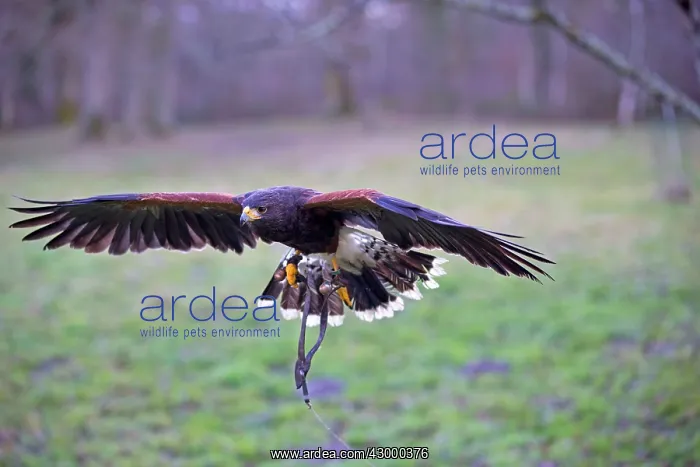 : Red-tailed Hawk in flight with falconers tassels : Red-tailed Hawk in flight with falconers tassels