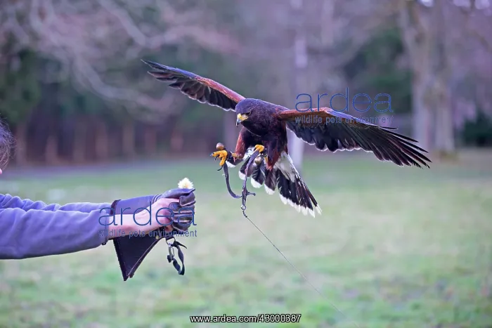 : Red-tailed Hawk in flight with falconers tassels : Red-tailed Hawk in flight with falconers tassels